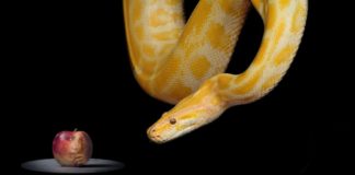 La justificación de nuestros pecados La justificación de nuestros pecados