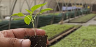 El reino de Dios en la tierra El Reino de Dios en la tierra