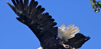 Aprendiendo de las águilas Aprendiendo de las águilas