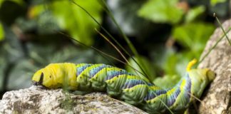 El poder del gusano está en la boca El poder del gusano está en la boca