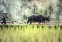 Con las fuerzas de un búfalo Con las fuerzas de un búfalo