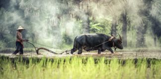 Con las fuerzas de un búfalo Con las fuerzas de un búfalo