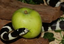 Cuáles son los tipos de pecados Cuáles son los tipos de pecados