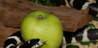 Cuáles son los tipos de pecados Cuáles son los tipos de pecados