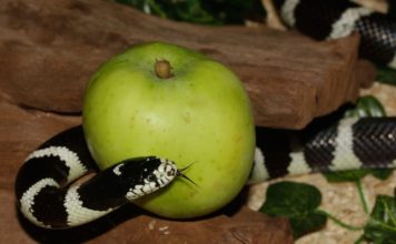 Cuáles son los tipos de pecados Cuáles son los tipos de pecados