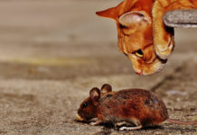 No seas como el ratón No seas como el ratón