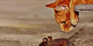 No seas como el ratón No seas como el ratón