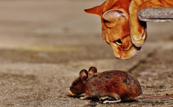 No seas como el ratón