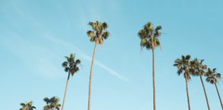 Las evidencias de la palmera se ven reflejadas en el justo Las evidencias de la palmera se ven reflejadas en el justo