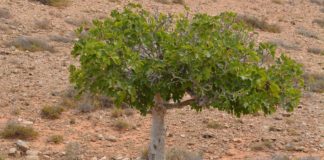 ¿Por qué Jesús maldijo la higuera? ¿Por qué Jesús maldijo la higuera