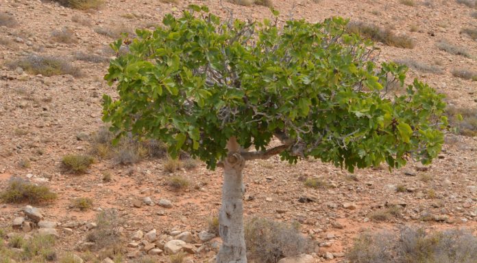 ¿Por qué Jesús maldijo la higuera? ¿Por qué Jesús maldijo la higuera