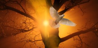 El poder del Espíritu Santo El poder del Espíritu Santo